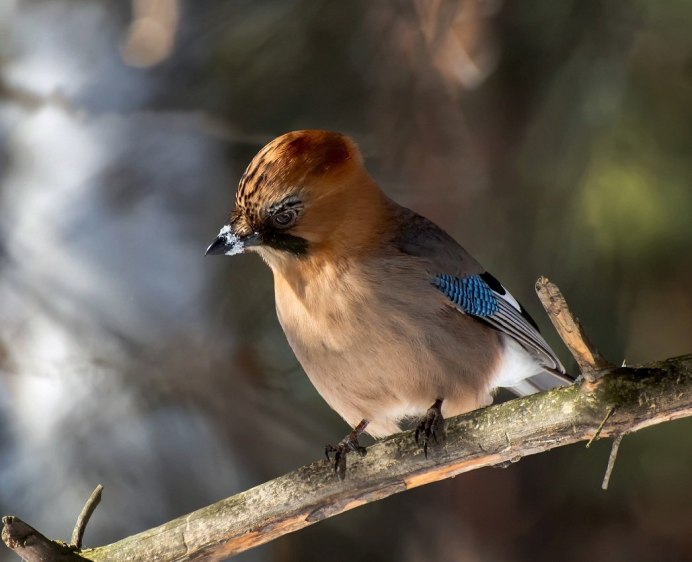Птица Сойка Крымская