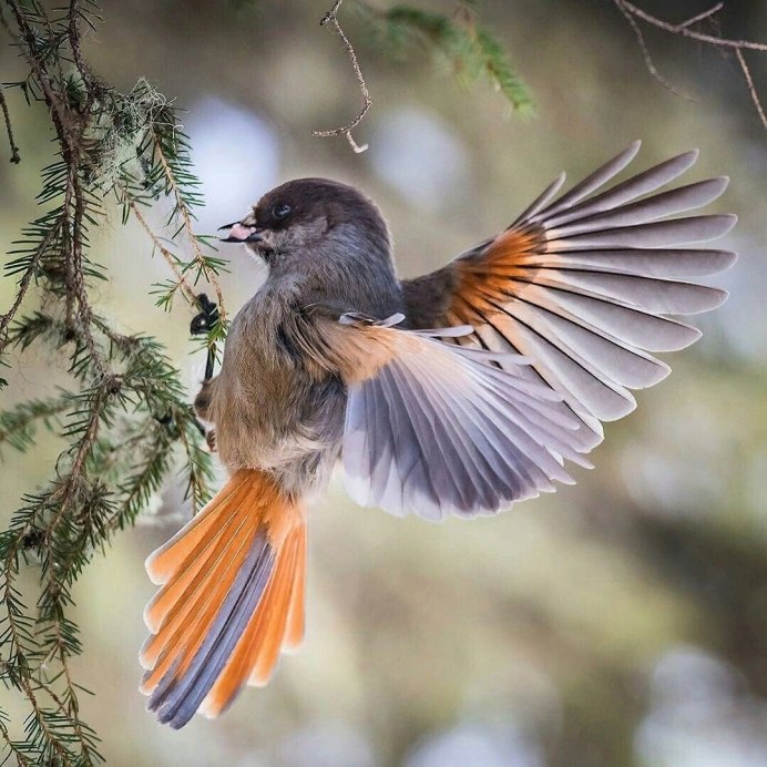 Кукша и Сойка