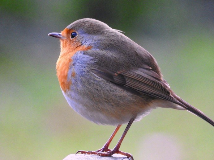 Певчие воробьиные