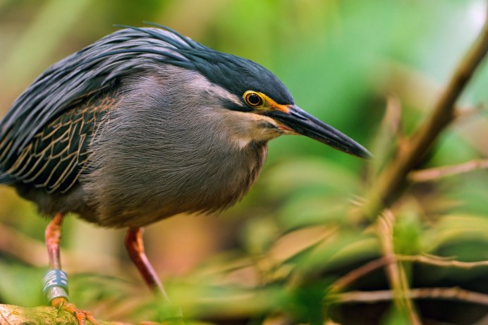 Птица с длинным носом