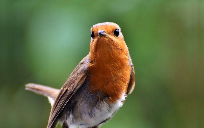 Rouge gorge птица