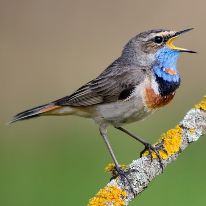 Скворец варакушка