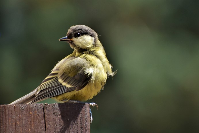Маленькая птичка похожая на синичку