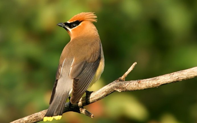 Самые красивые Лесные птицы