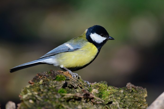 Большая синица Parus Major