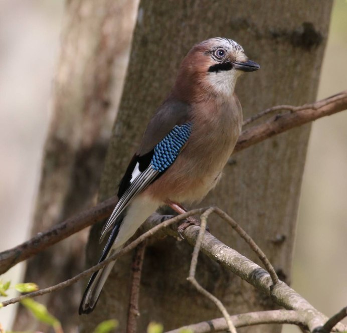 Сойка обыкновенная garrulus glandarius