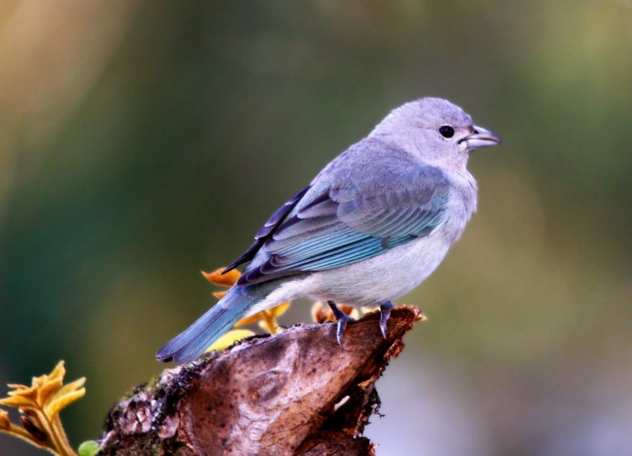 Маленькие птицы