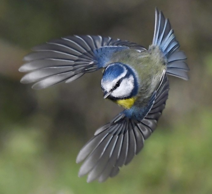 Синица лазоревка в полете