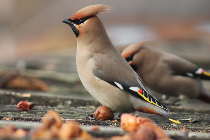 Сорокопутовый свиристель