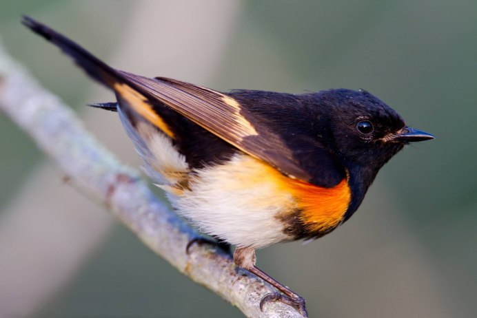 American Redstart