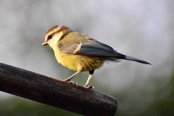 Маленькая птичка