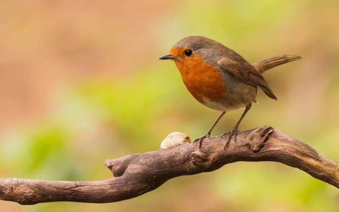 Маленькие птички