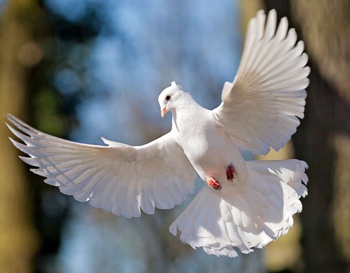 Длиннохвостая Горлица