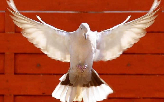 Голубь в полете