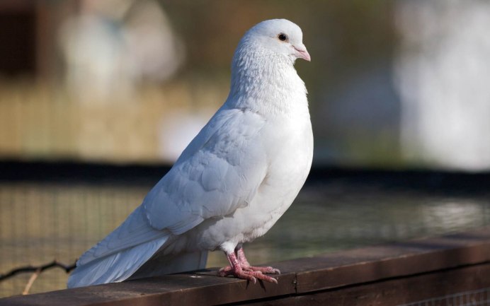 Голубь с расправленными крыльями