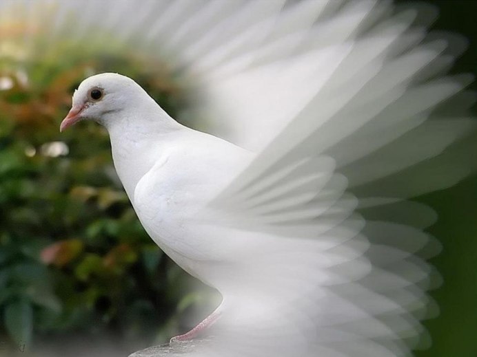 Голубь Горлица зимой