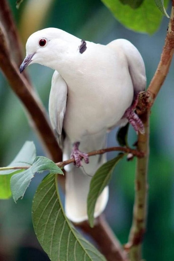 Горлица белая птица