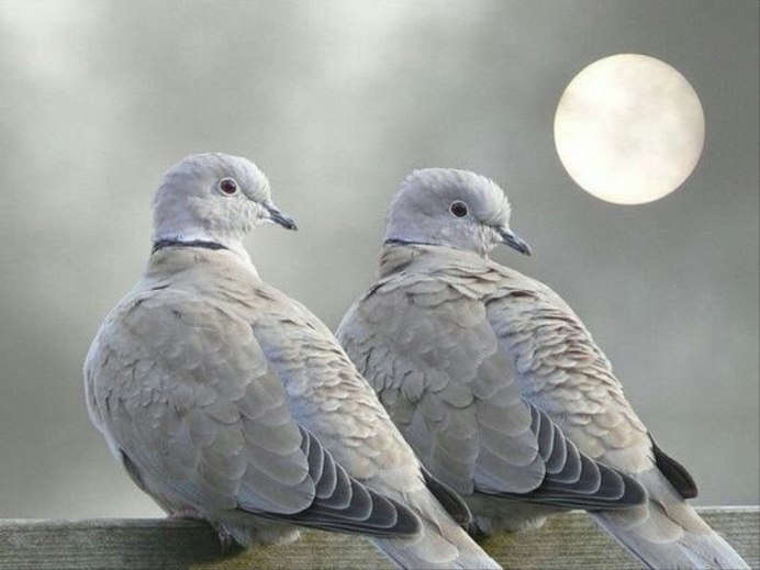 Белый голубь