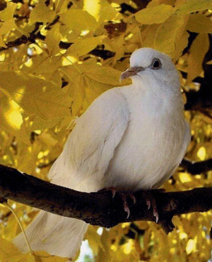 Горлица белая птица