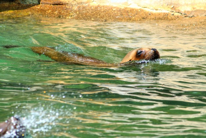Лев в воде