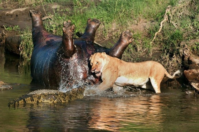 Лев в воде