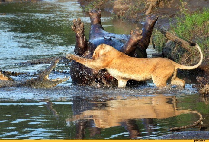 Водяной Лев
