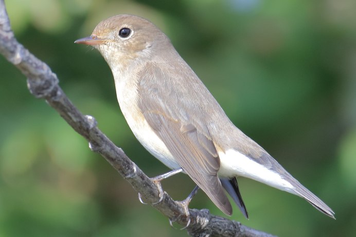 Птица с черной шапочкой