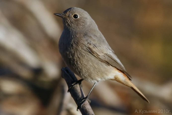 Отряд воробьиных желтогрудка