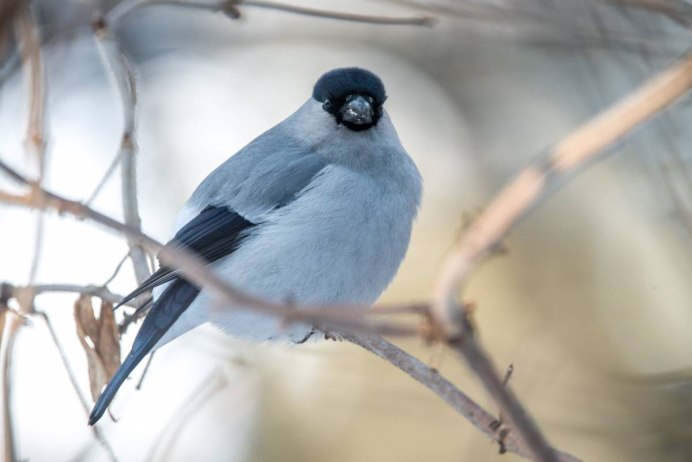 Зарянка голубая