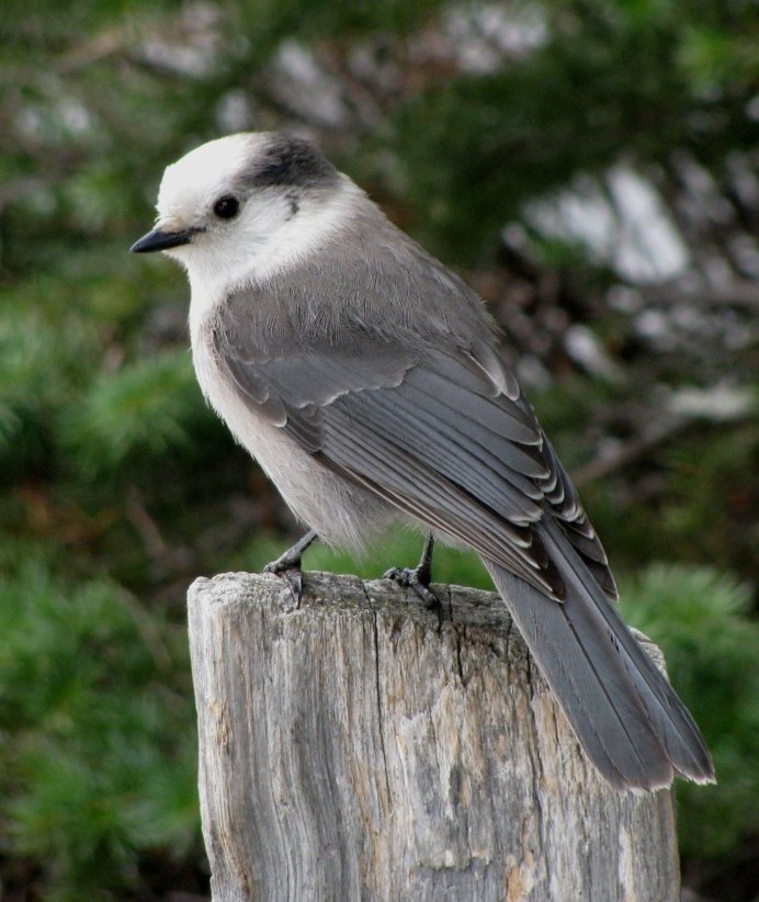 Серый Дрозд (Grey Catbird)