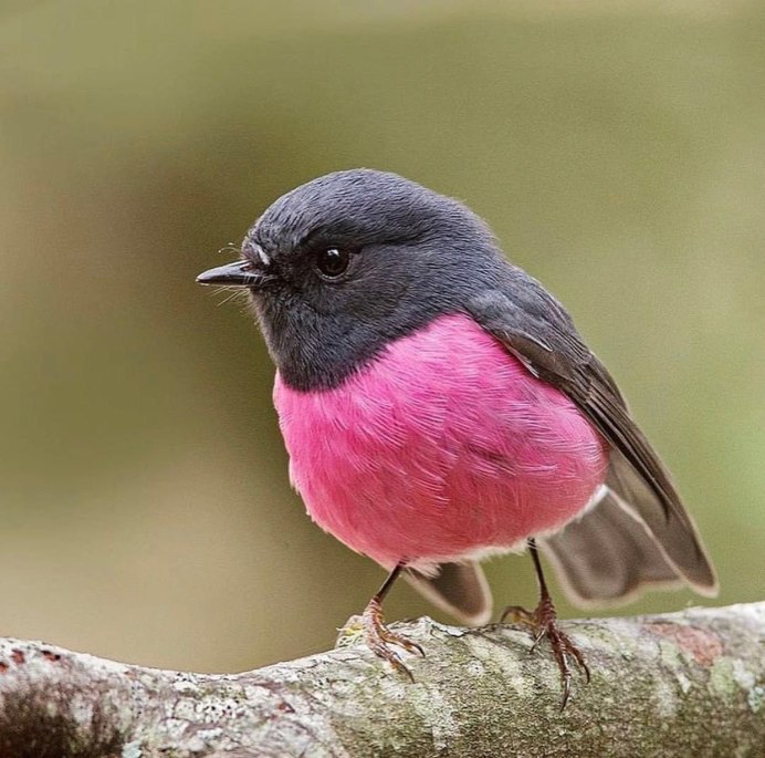 Птица с оранжевым брюшком