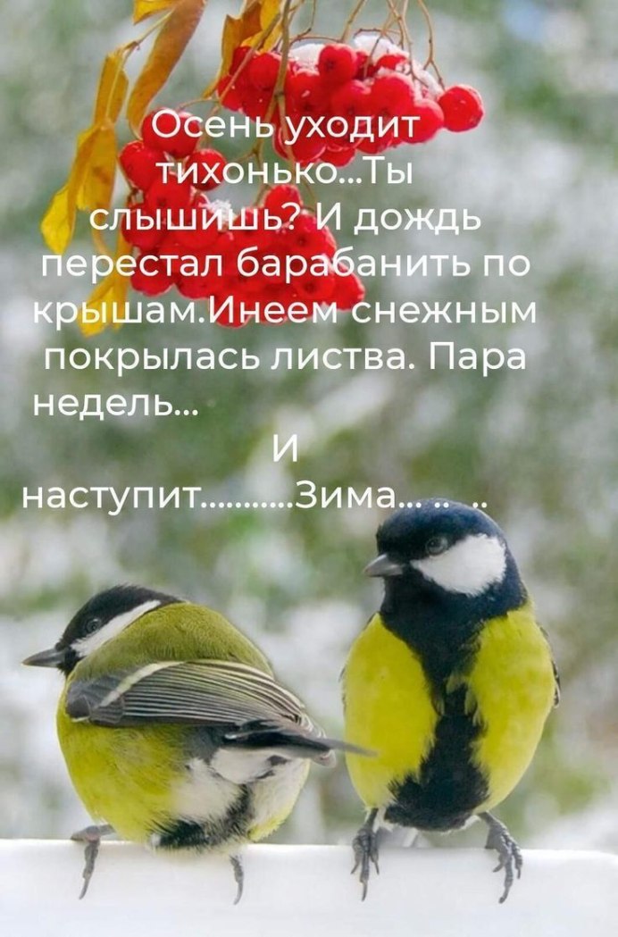Синичка белая лазоревка
