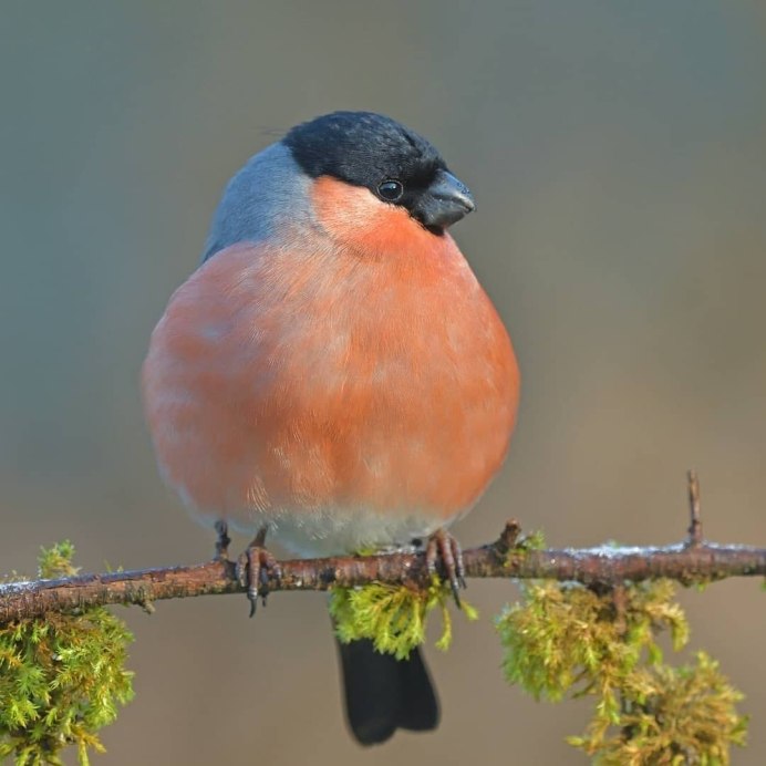 Большая синица Parus Major