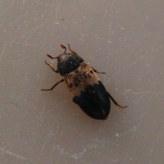 Dermestes haemorrhoidalis