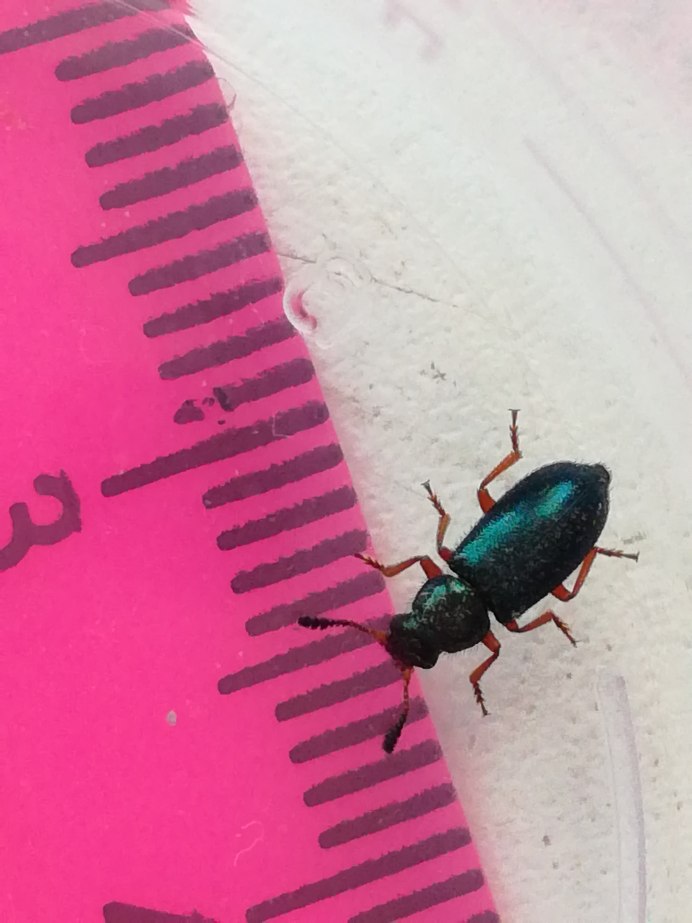 Жук Dermestes Lardarius