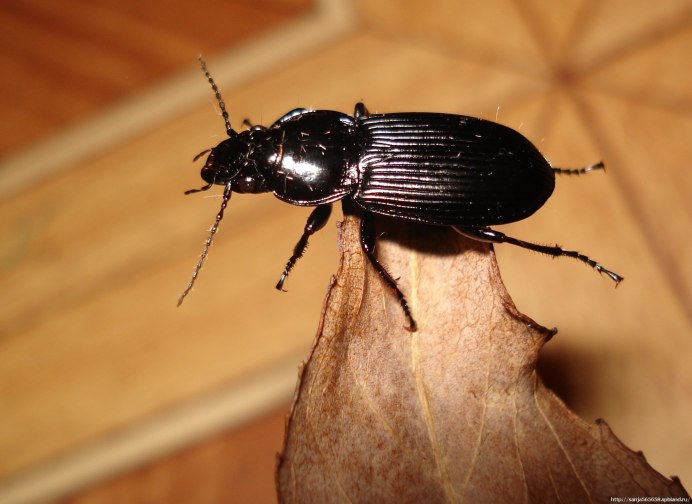 Anthrenus flavipes
