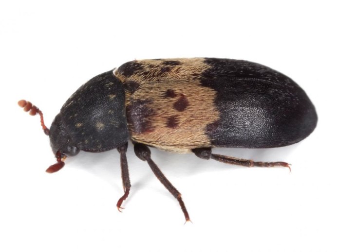Necrobia rufipes