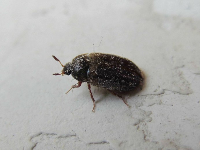Жуки кожееды Dermestes Lardarius