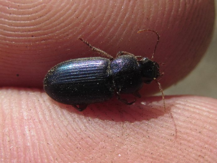 Жуки кожееды Dermestes Lardarius