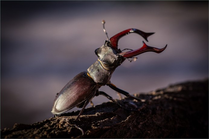 Prionychus melanarius