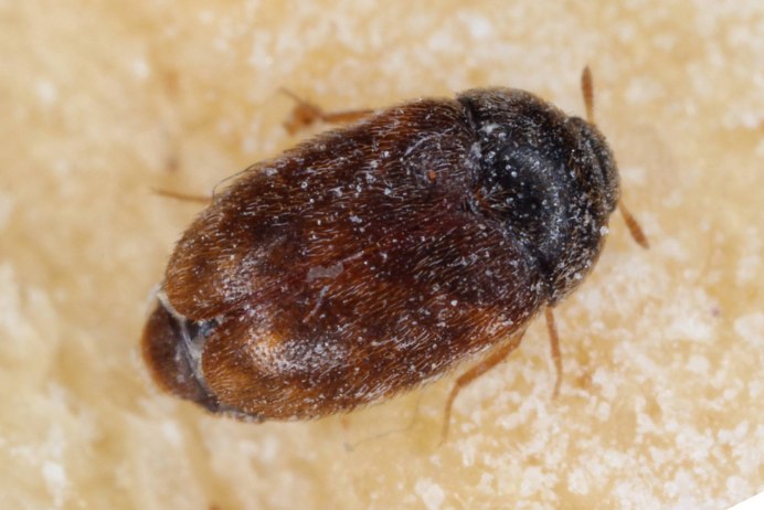 Ochodaeus maculatus