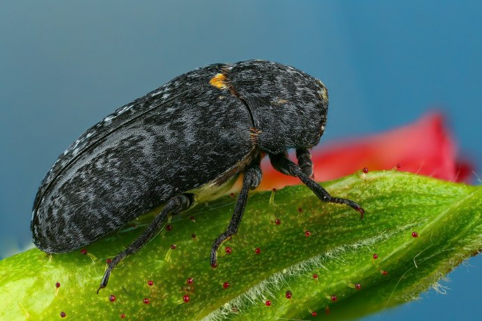 Жук Dermestes Lardarius