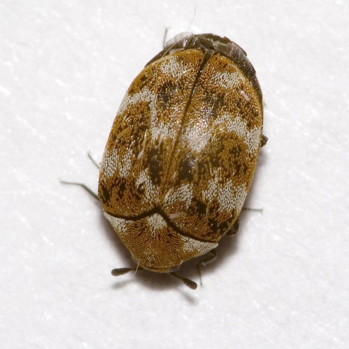 771. Кожеед ветчинный – Dermestes Lardarius Linnaeus, 1758*