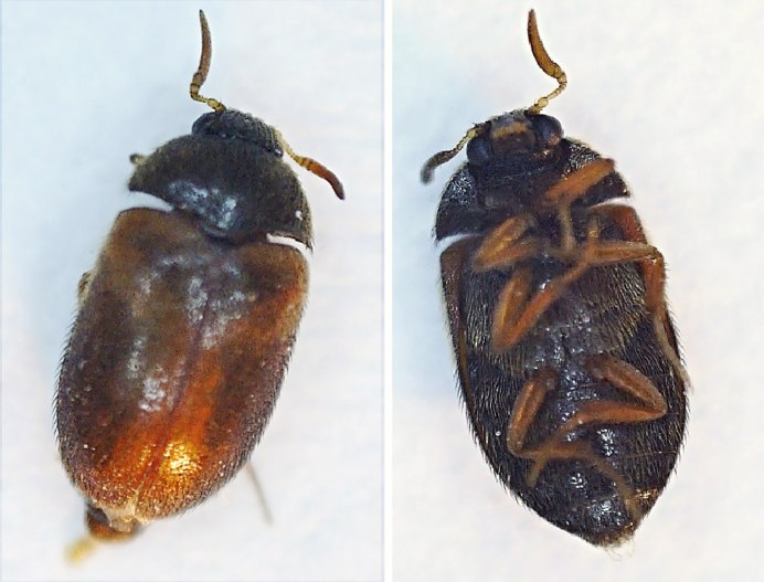 Кожеед ветчинный Dermestes Lardarius l.