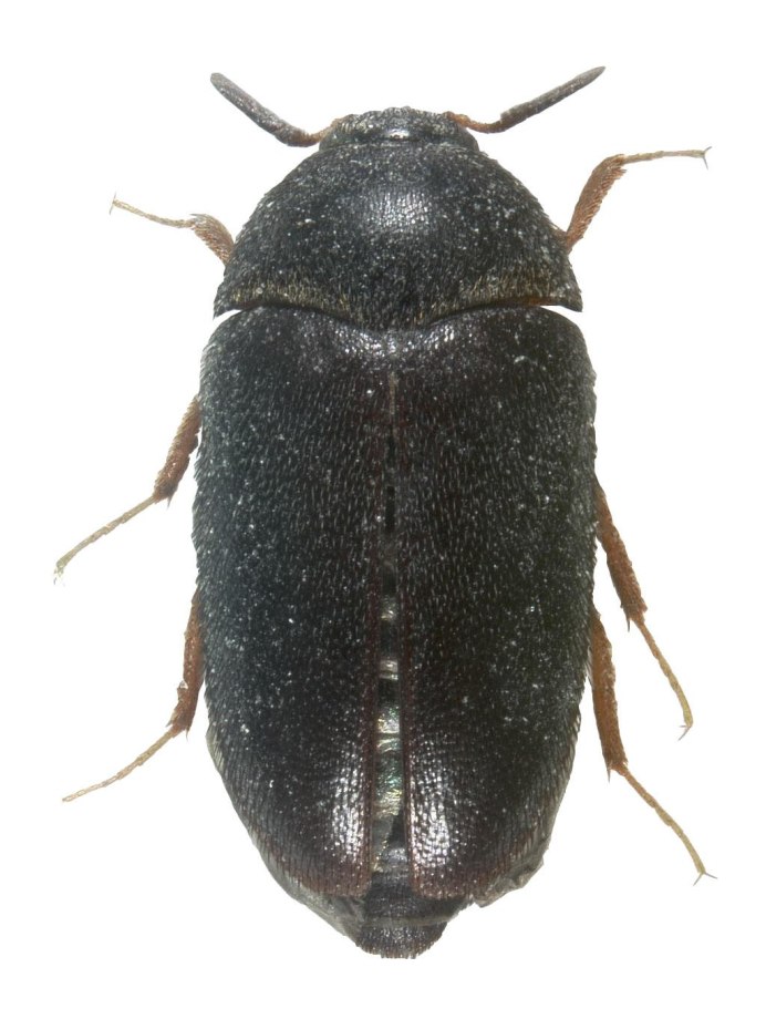 Черный Ковровый Жук Attagenus Unicolor Brahm.