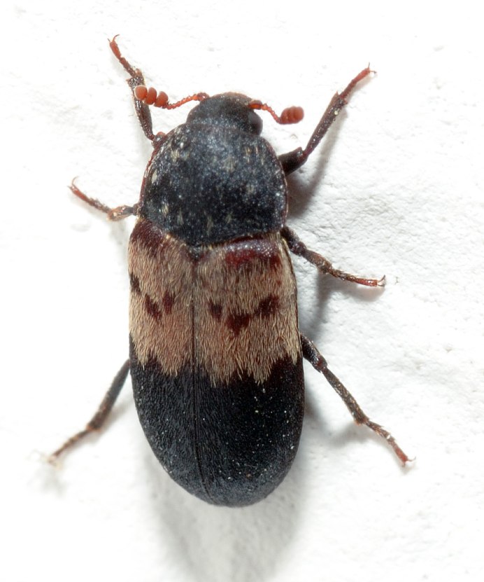 Жук Dermestes Lardarius