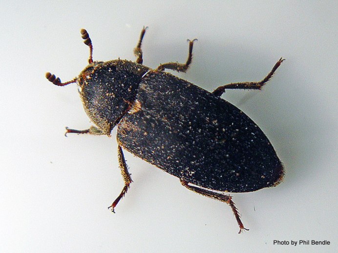 Attagenus Unicolor