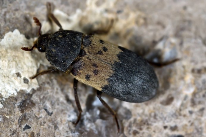 Necrobia rufipes