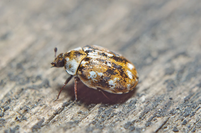 Фото radasca