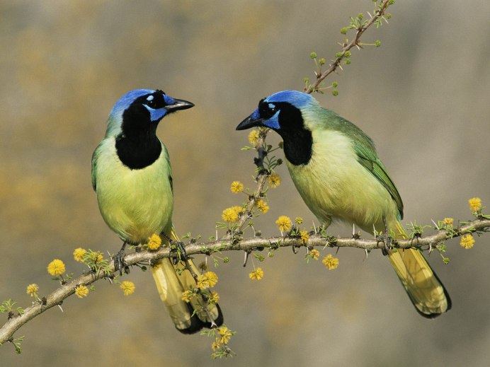 Balearica Pavonina